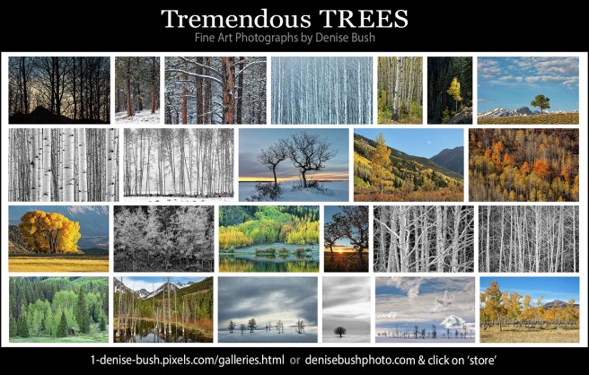 Make your walls beautiful with stunning fine art photographs by Denise Bush.