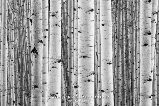 Everyone loves the aspens for their beautiful bark among other qualities.