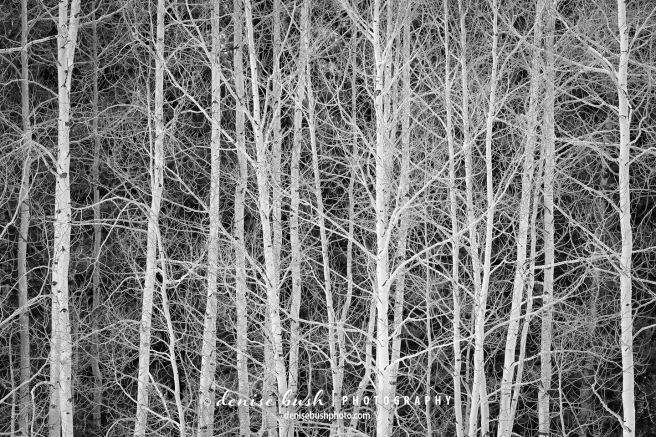 Some extra white aspens create a high contrast nature pattern in black and white.