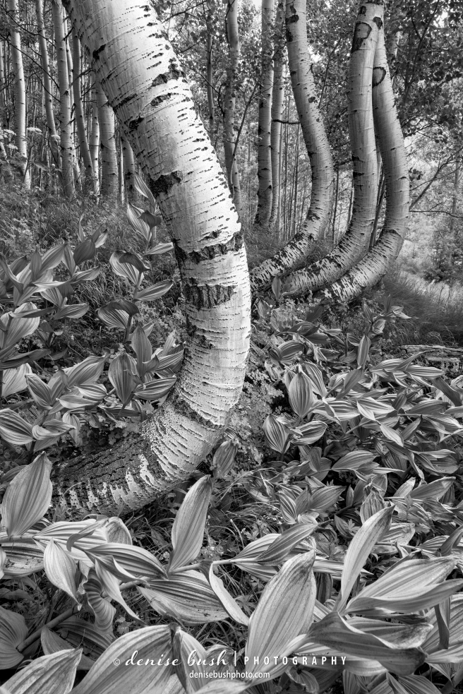 A group of bent aspen trees makes a unique black and white, artistic photograph.