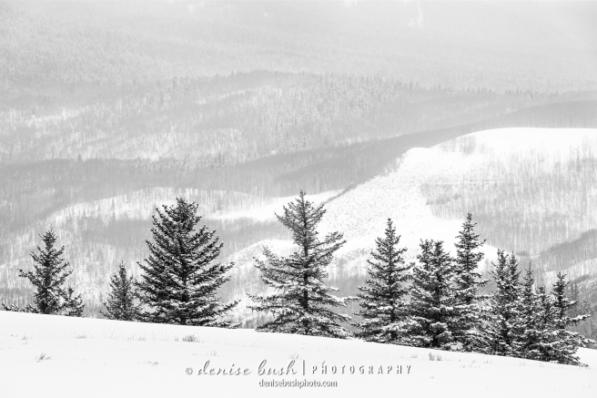 Just over the hill, a line of spruce trees look lovely in the fresh snow.