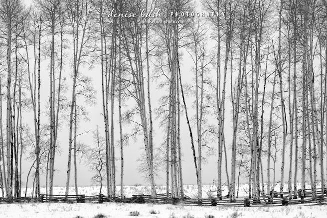 A group of very tall aspen trees creates an interesting visual on a cloudy winter afternoon.