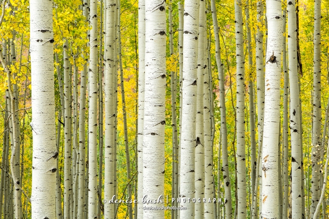 Some straight aspen trunks create a pretty pattern against the bright yellow, fall foliage.