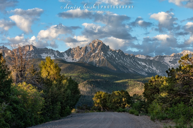 Trees along a road leading to Mount Sneffels shine with morning light and help to set the stage.