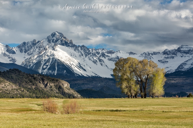 Spring foliage on a cottonwood tree group shines bright below Mount Sneffels of the San Juan Mountains in Colorado.