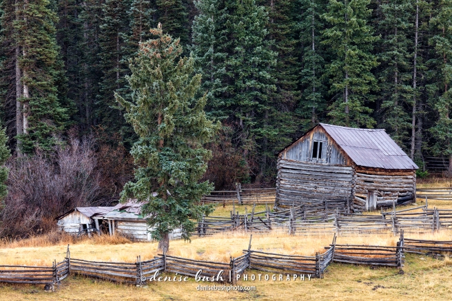 An old log barn, leaning, lonely and deserted makes us wonder about what once was. Note the hawk in the tree!
