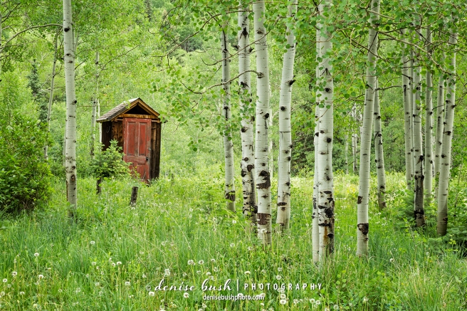 A quaint little outhouse stands out in a vibrant aspen forest with its contrasting red door.