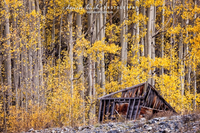 An old mining shack is barely standing among some autumn aspens on the hillside.