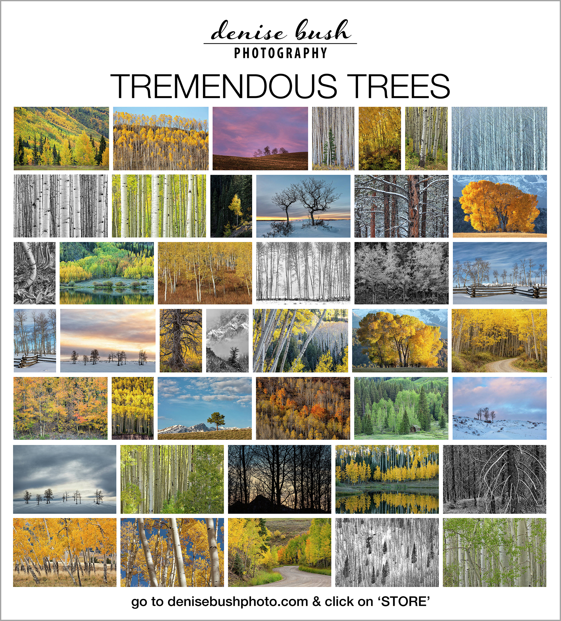 A collection of tree images by Denise Bush.