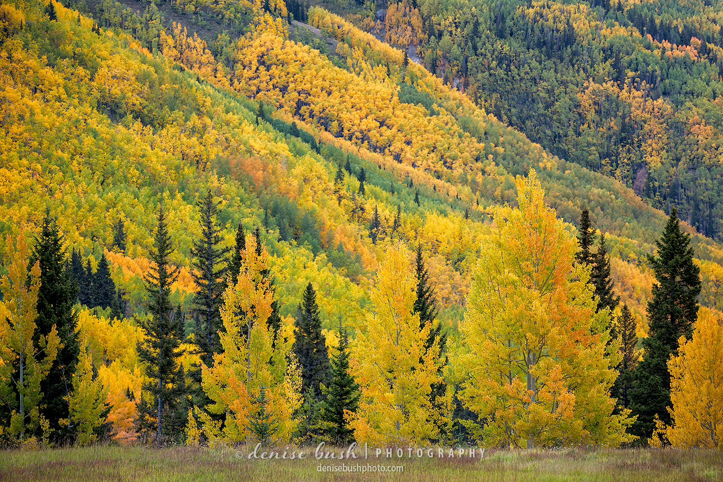 A group of closer aspens and spruce set the stage for the