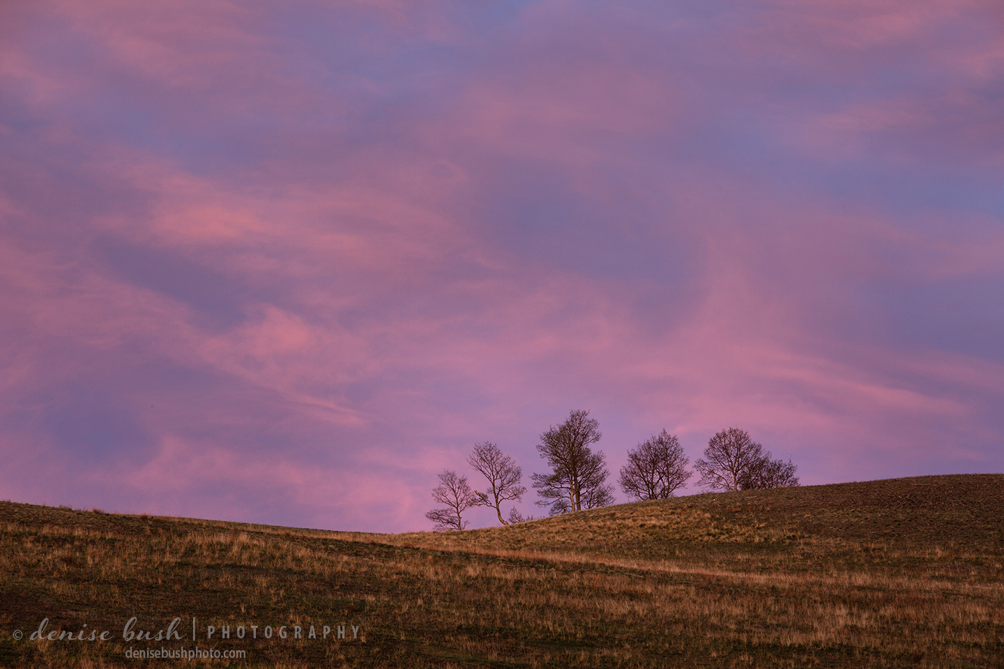 A small group of budding aspens peek out from behind a hill to be a part of this pretty sunset.